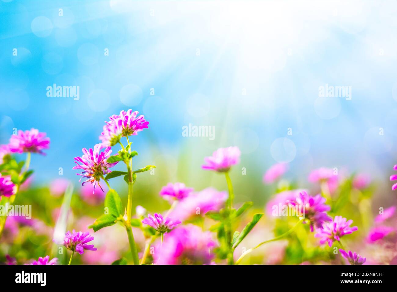 Wildflowers against a blue sky in sunny day Stock Photo