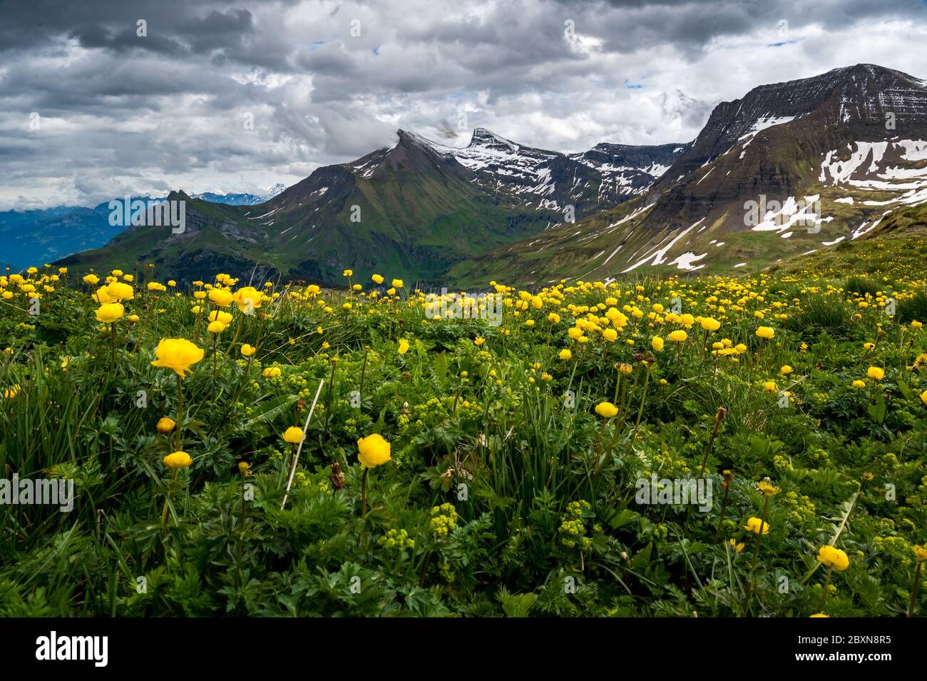 Gelbe Trollblume auf Bättenalpburg mit Blick zur Axalp, Gärstenhoren und Schwarzhoren Stock Photo