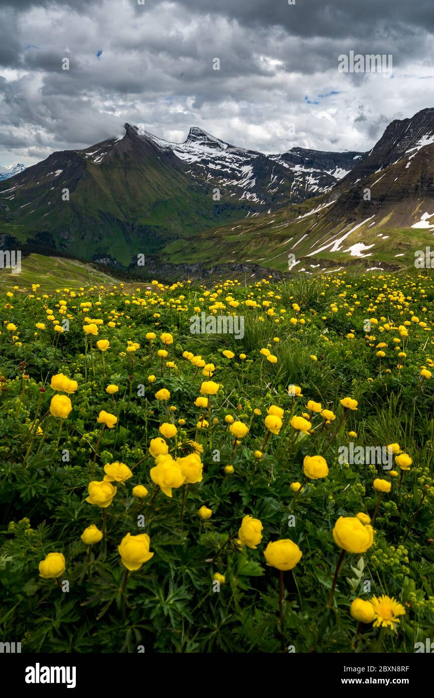 Gelbe Trollblume auf Bättenalpburg mit Blick zur Axalp, Gärstenhoren und Schwarzhoren Stock Photo