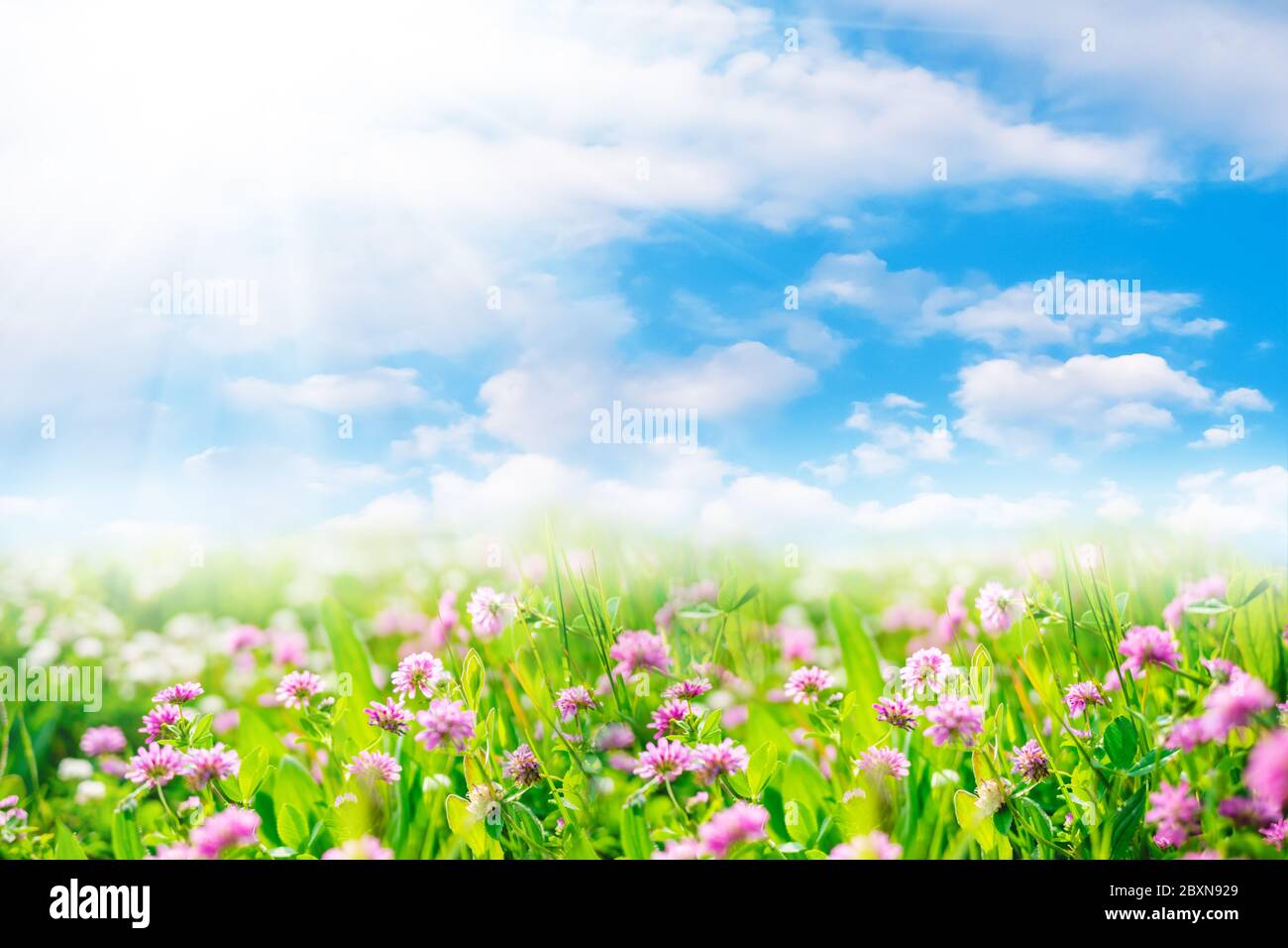 Clover flowers in green field with sunshine. Spring or summer natural landscape with blue sky and white clouds Stock Photo