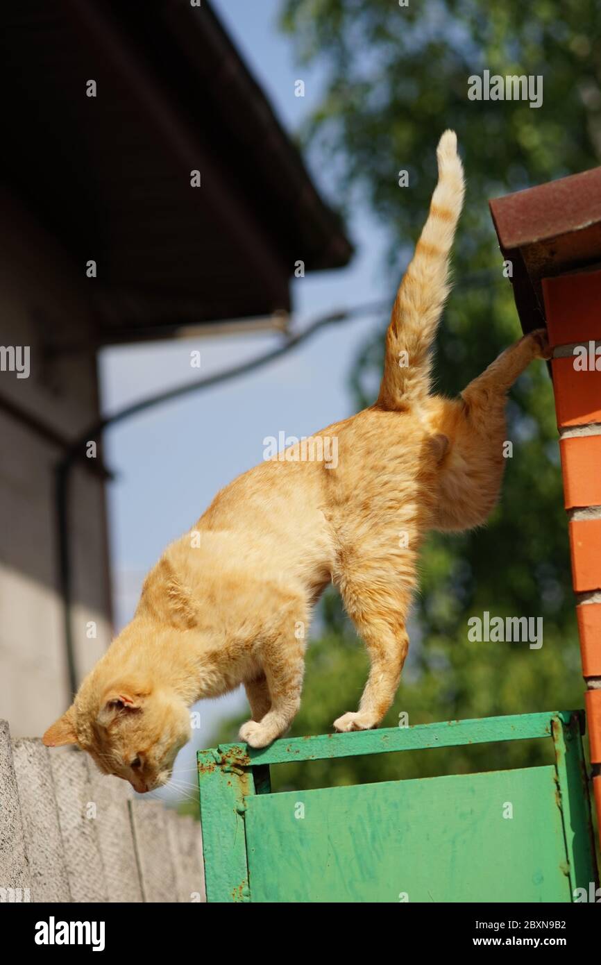 Ginger cat neatly jumping from the roof. Stock Photo