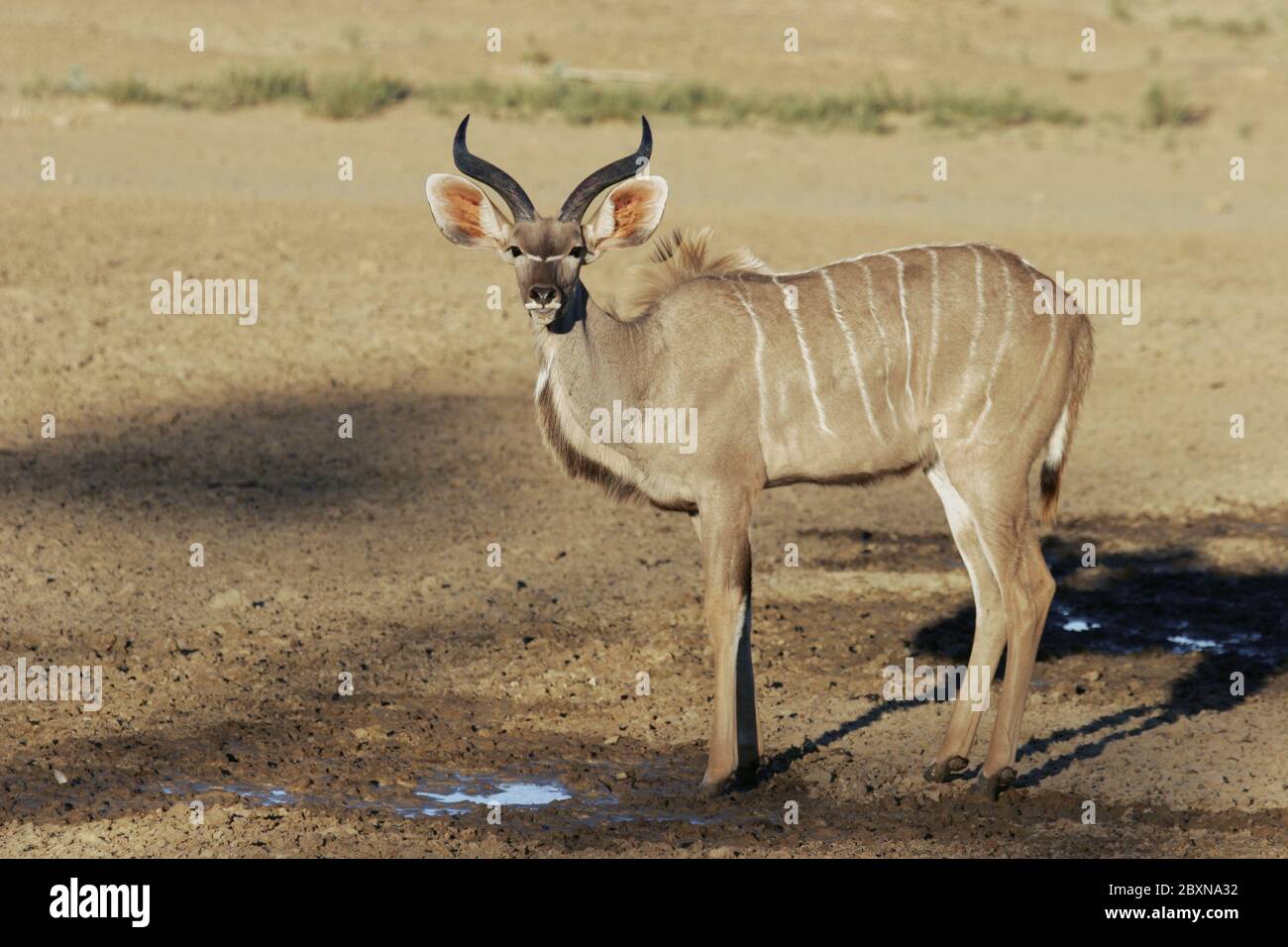 South africa kudu tragelaphus hi res stock photography and images Alamy