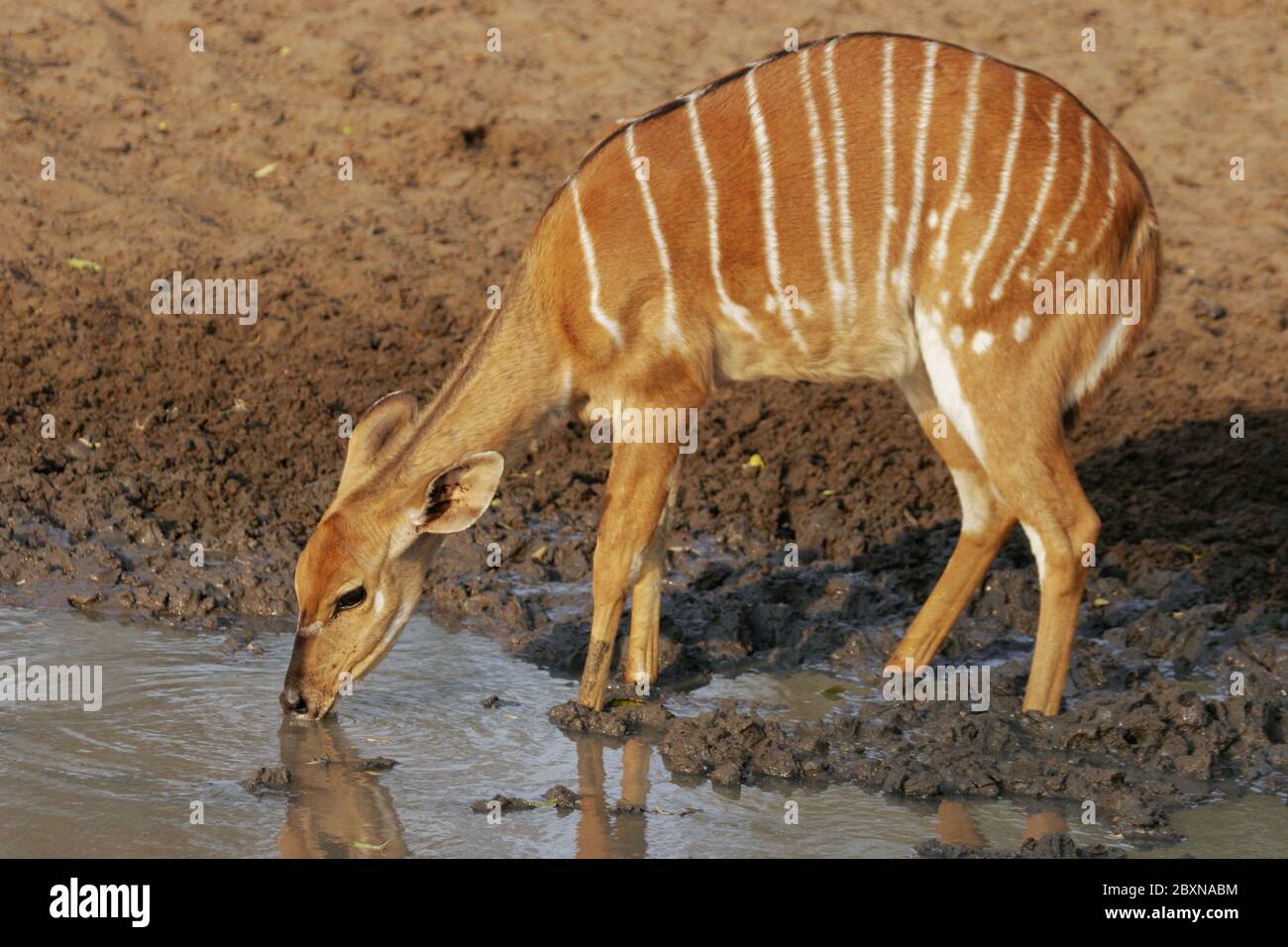 Female Nyala, Tragelaphus angasii, Mkuzi NP, south africa Stock Photo