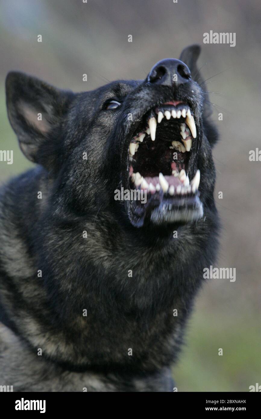 Aggressiv German Shepherd dog Stock Photo