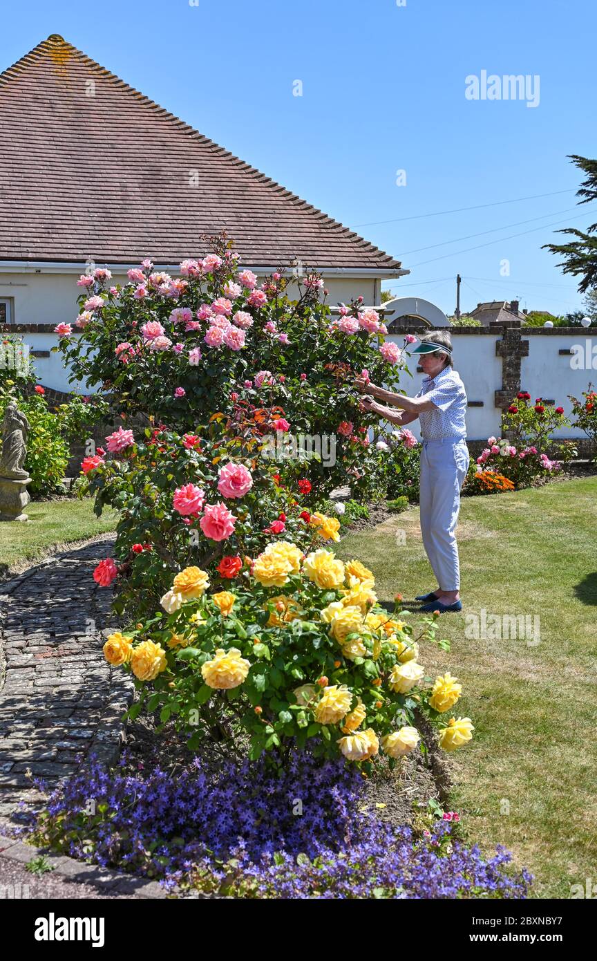Elderly female pensioner in her 80s tending to her cottage garden roses UK Stock Photo
