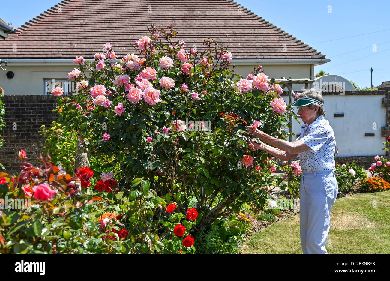 Elderly female pensioner in her 80s tending to her cottage garden roses UK Stock Photo