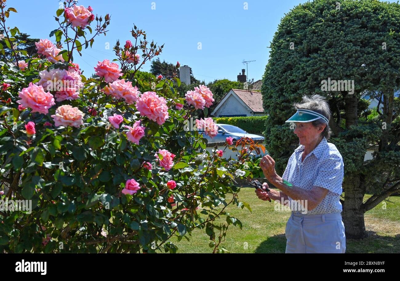 Elderly female pensioner in her 80s tending to her cottage garden roses ...