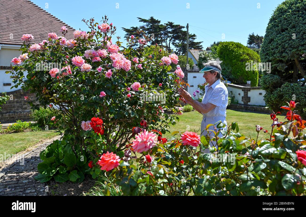 Elderly female pensioner in her 80s tending to her cottage garden roses UK Stock Photo