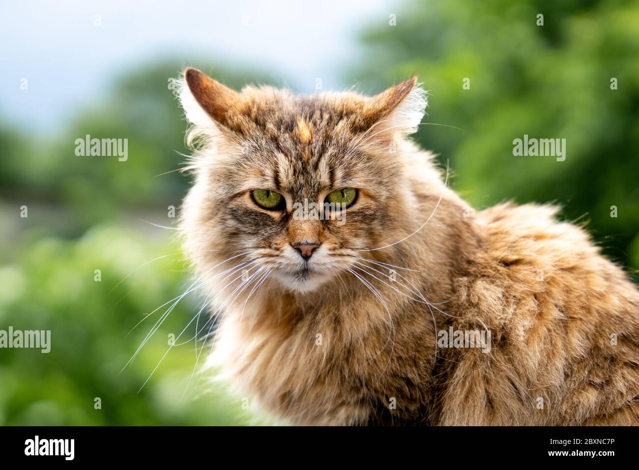 Portrait of a seriouse looking cat Stock Photo