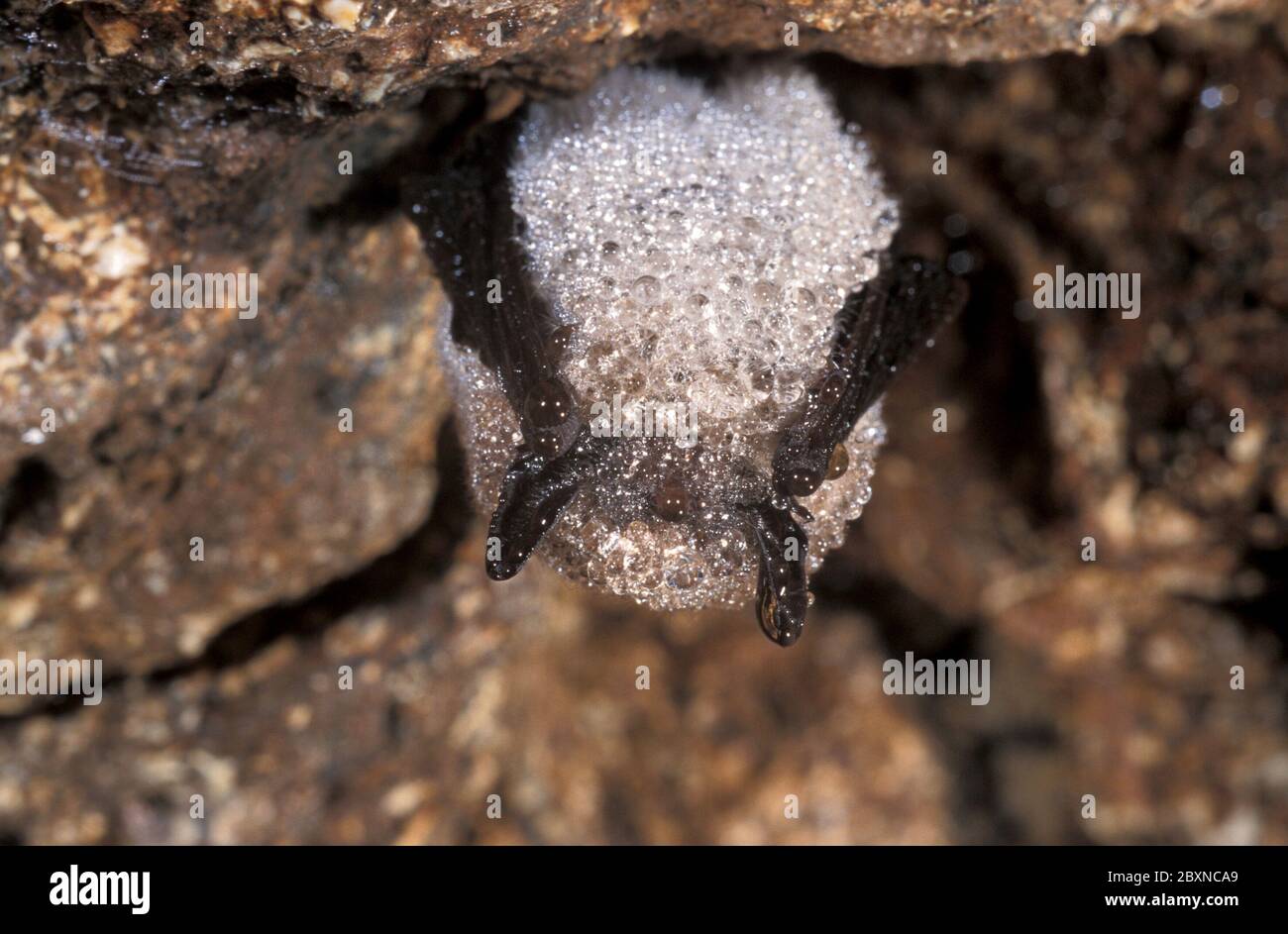 Myotis Mystacinus Whiskered Microbats Stock Photo Alamy Myotis Mystacinus Whiskered Microbats Stock Photo Alamy