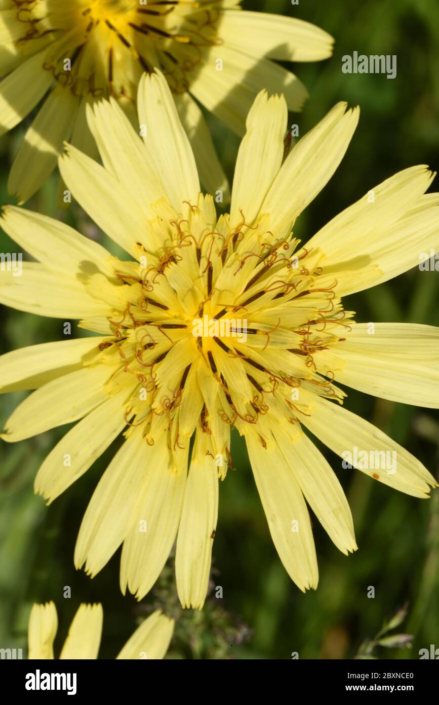 Yellow Flowers of Meadow Salsify, Tragopogon pretensis, asa Jack-go-to-bed-at-noon, Meadow Goat's-Beard or Showy Goat's-Beard Stock Photo