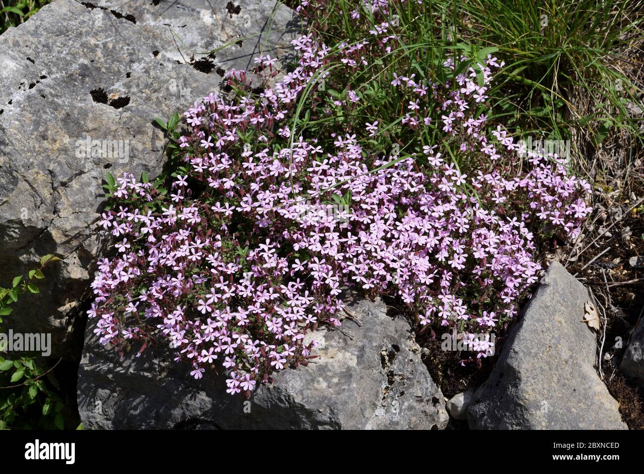 Clump of Rock Soapwort, Saponaria ocymoides, aka Tumbling Ted Growing on Rocks in Provence France Stock Photo