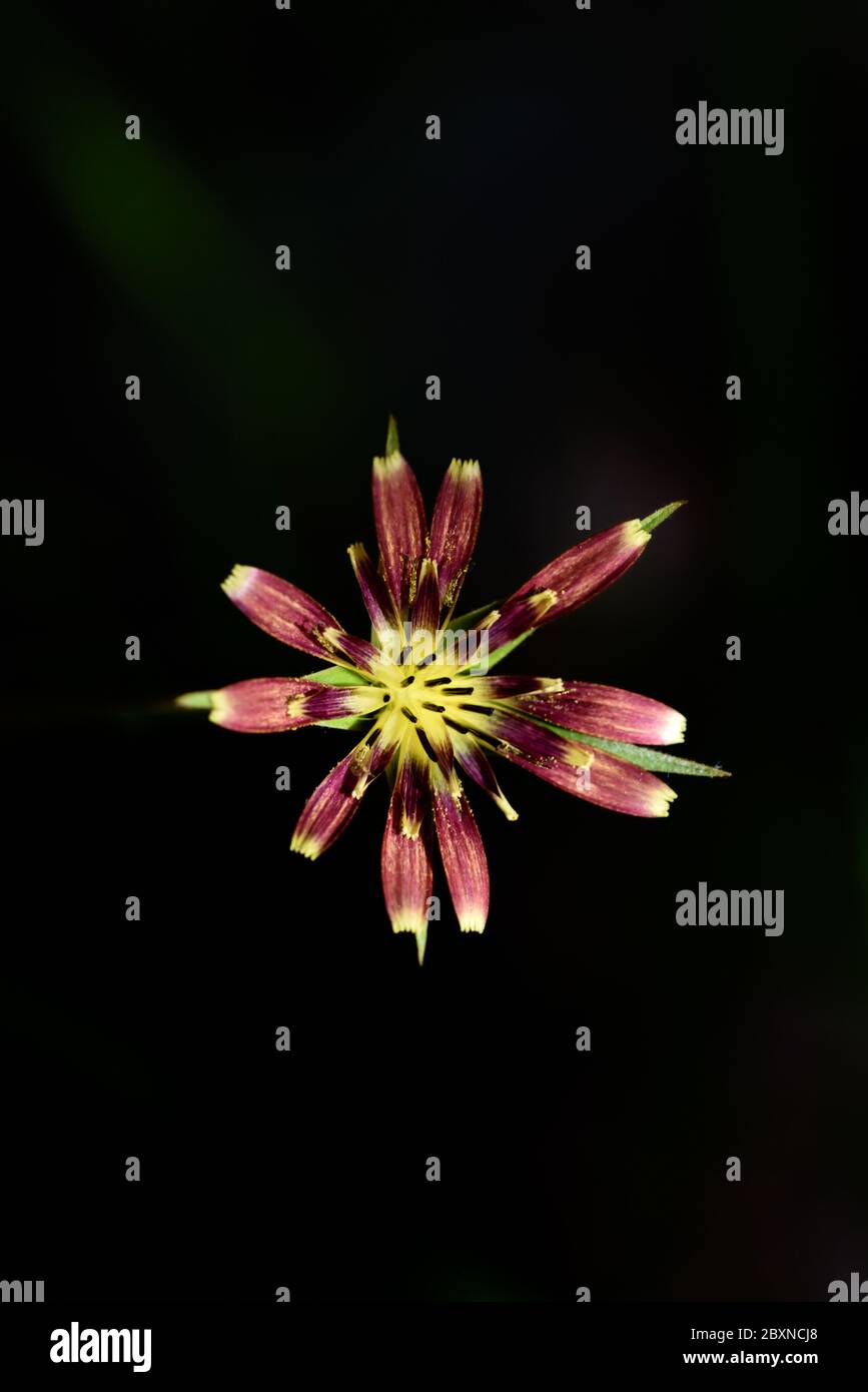 Salsify Flower Tragopogon porrifolius Against Black Background or Isolated on Black Background Stock Photo