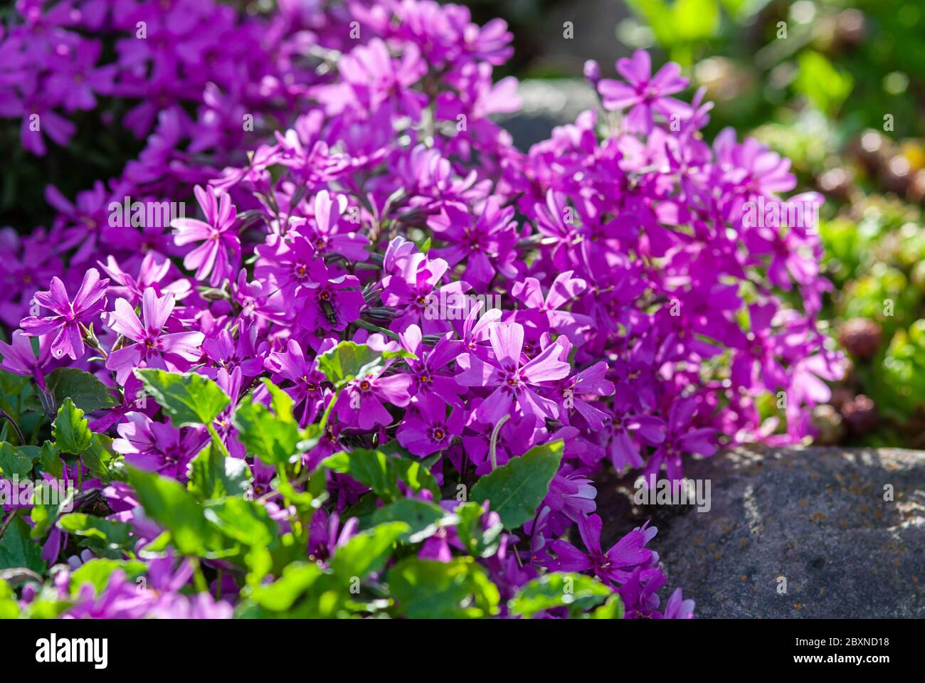 Moss phlox Purple Beauty (Phlox subulata) in alpine rock garden, Ground-Cover Reccurent plants for landscaping Stock Photo
