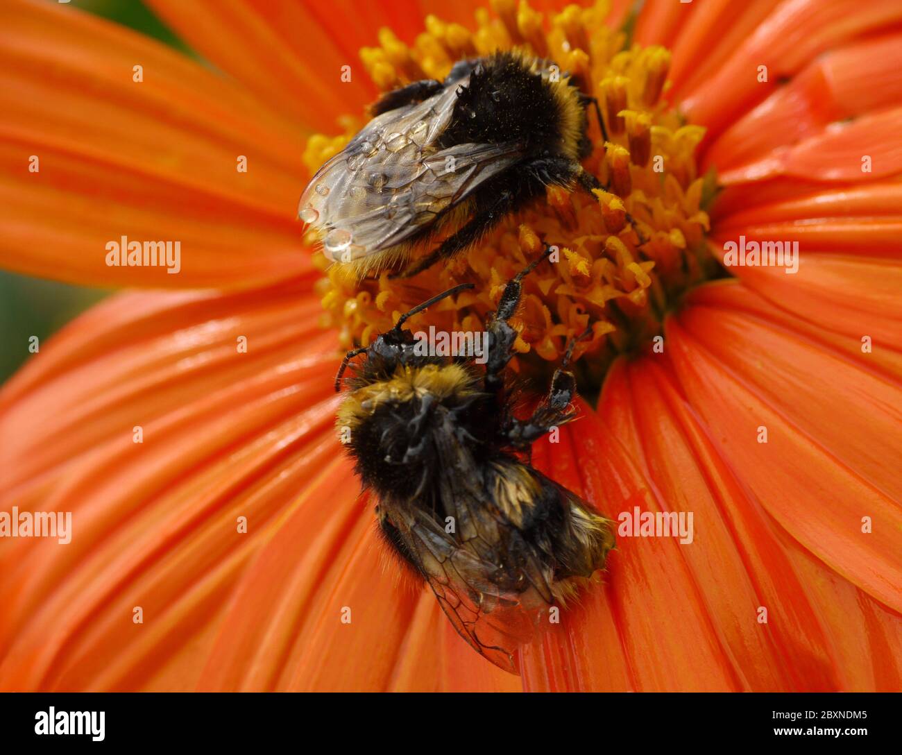 bumblebees Stock Photo