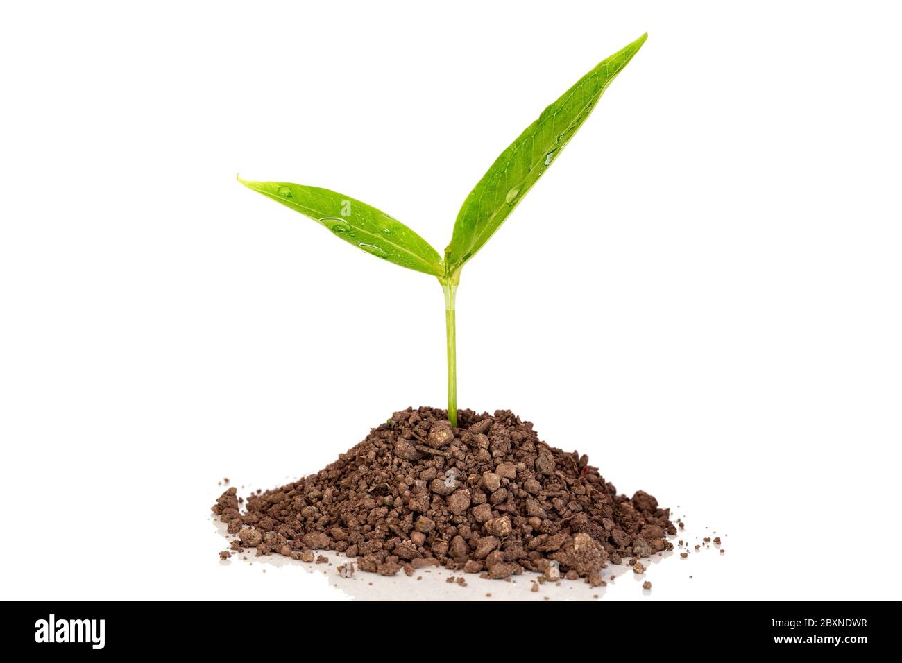 Green sprout growing out from soil isolated on white background Stock ...