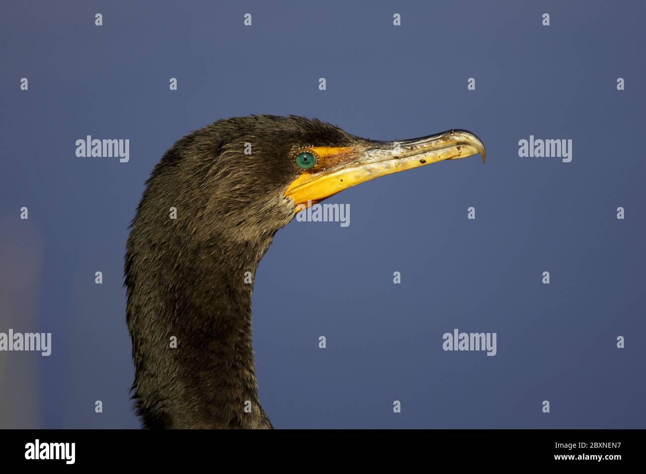 Phalacrocorax auritus, Double crested Cormorant everglades np, usa Stock Photo