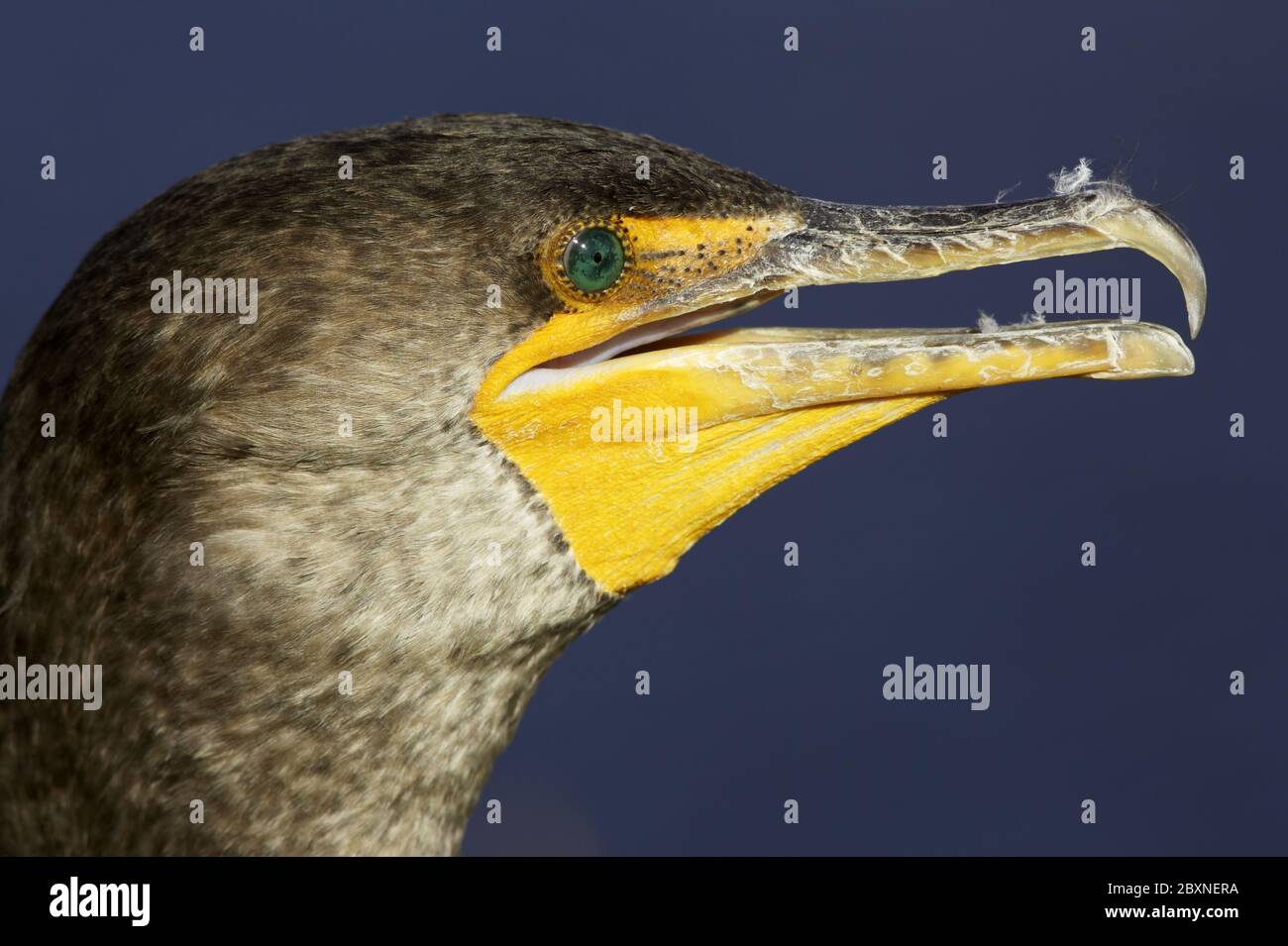 Phalacrocorax auritus, Double crested Cormorant everglades np, usa Stock Photo