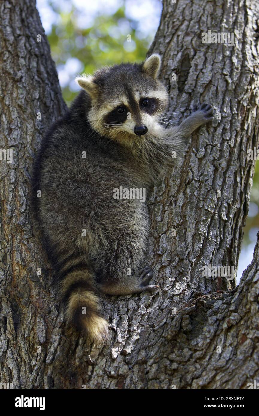 Common Raccoon, Procyon lotor, Germany Stock Photo