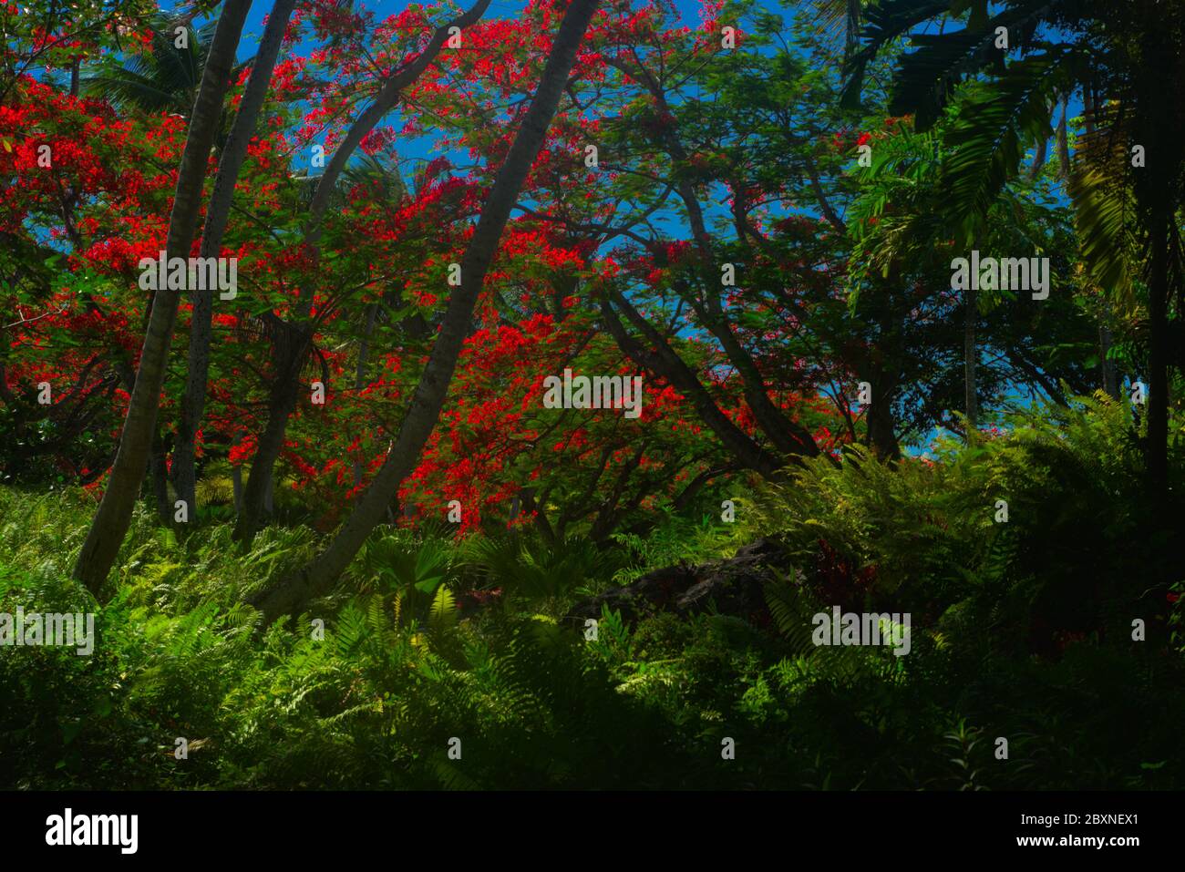 Hidden Flamboyan, Beautiful Puerto Rico Stock Photo