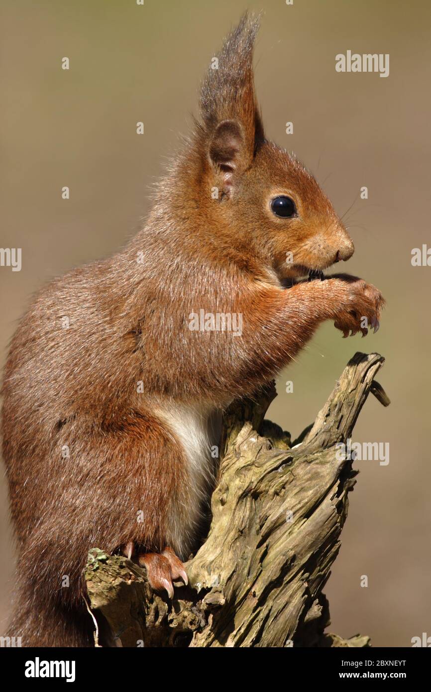 European Red Squirrel, Sciurus vulgarius Stock Photo