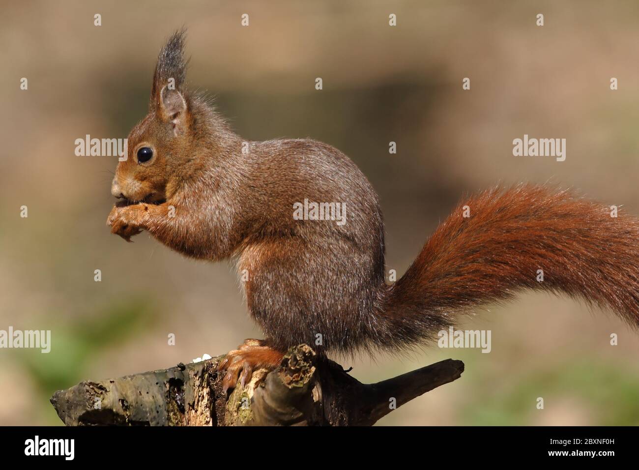 European Red Squirrel, Sciurus vulgarius Stock Photo