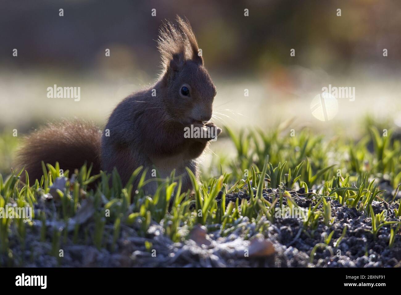 European Red Squirrel, Sciurus vulgarius Stock Photo