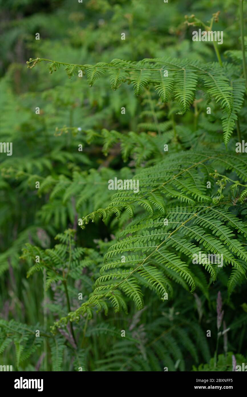 Fern garden hi-res stock photography and images - Alamy