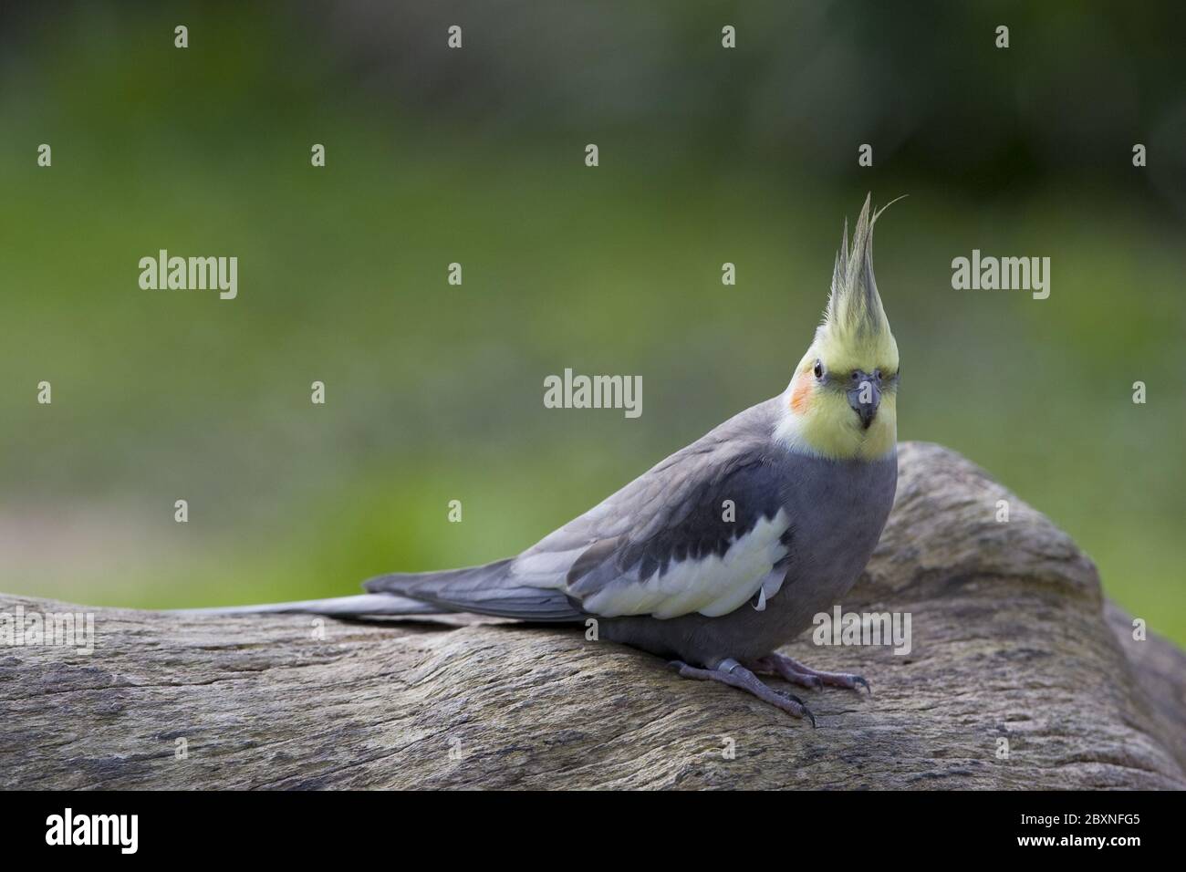 Cockatiel nymphicus hollandicus hi-res stock photography and images - Alamy