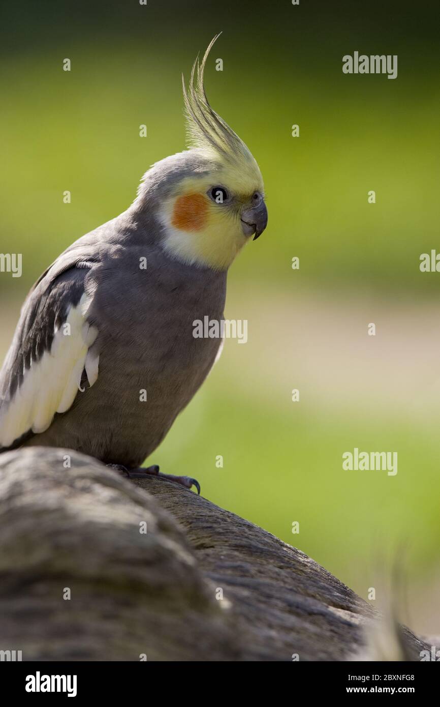 Cockatiel nymphicus hollandicus hi-res stock photography and images - Alamy