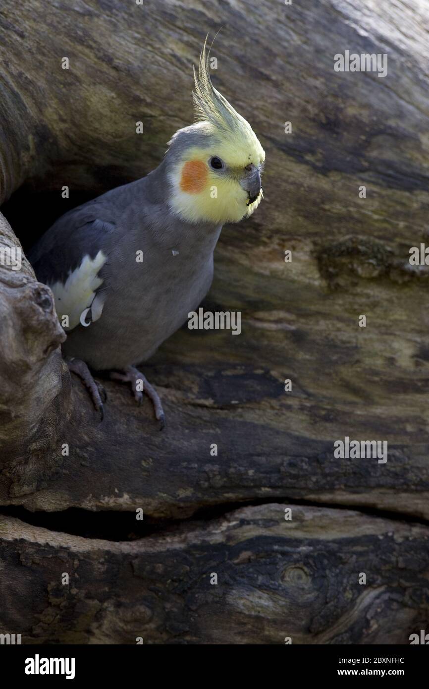 Cockatiel, Nymphicus hollandicus, autralia, wildlife Stock Photo - Alamy