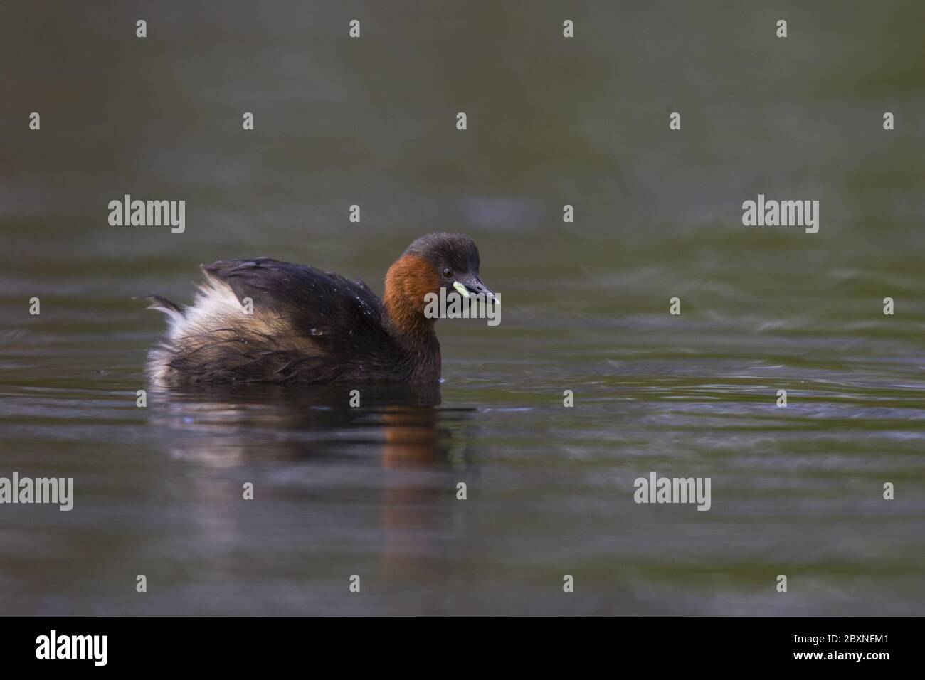 Tachybaptus ruficollis, Littel Grebe Stock Photo