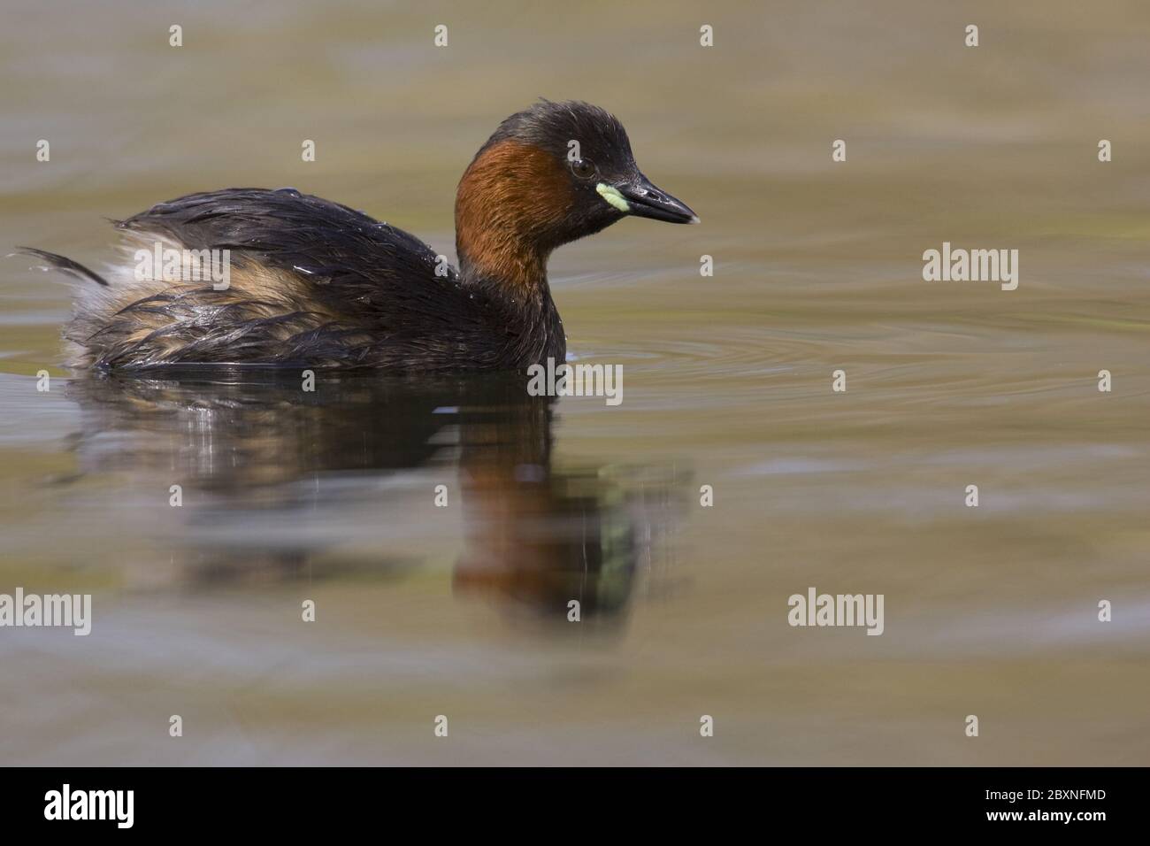 Tachybaptus ruficollis, Littel Grebe Stock Photo