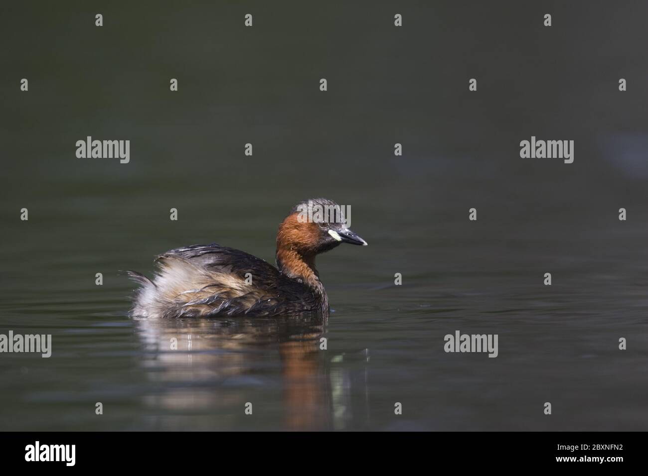 Tachybaptus ruficollis, Littel Grebe Stock Photo