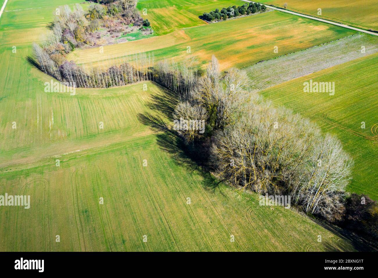 Cereal farm in a plain and riverbed with poplar trees. Stock Photo