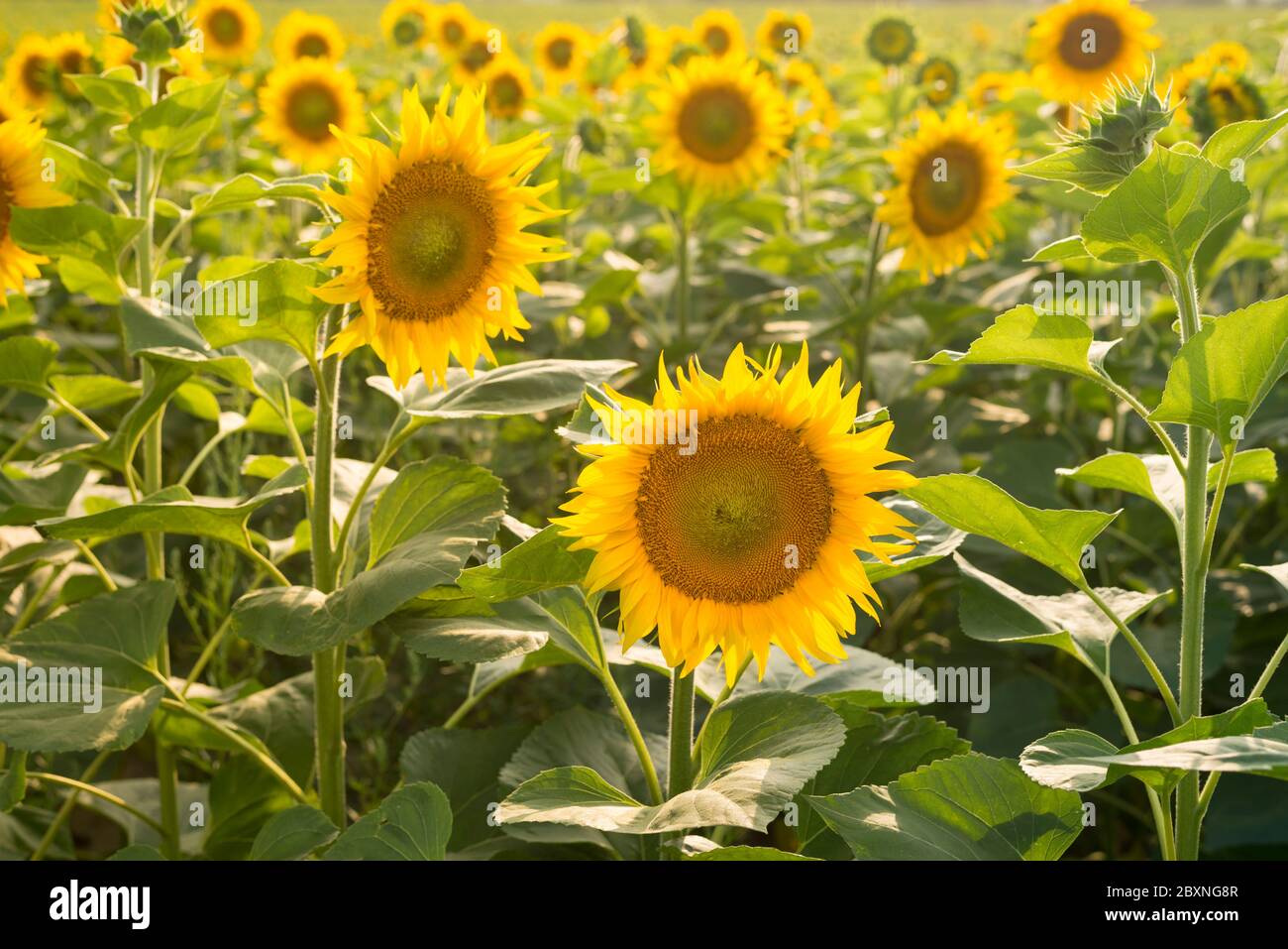 Field of bright sunflowers, summer harvest time Stock Photo - Alamy