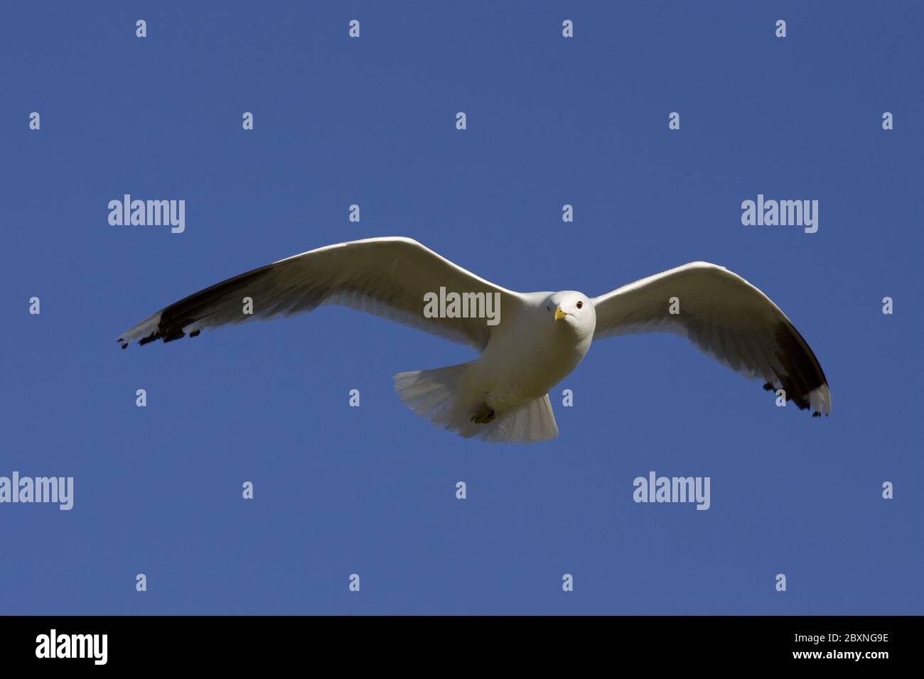 Larus canus, flying Stock Photo