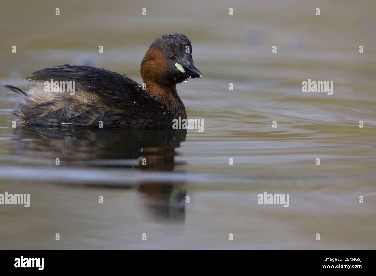 Tachybaptus ruficollis, Littel Grebe Stock Photo