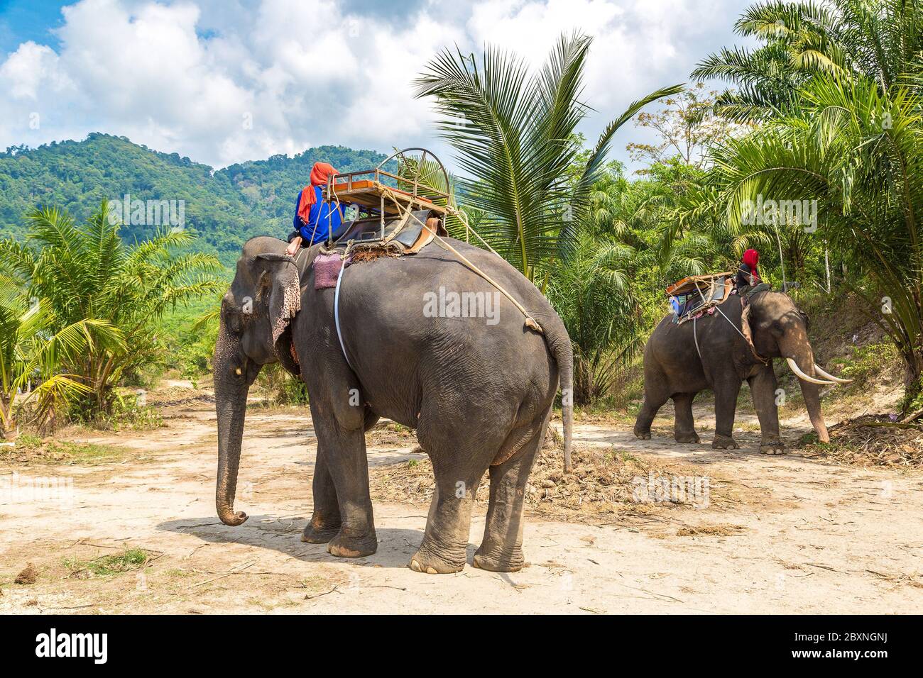Person Riding An Elephant High Resolution Stock Photography and Images ...