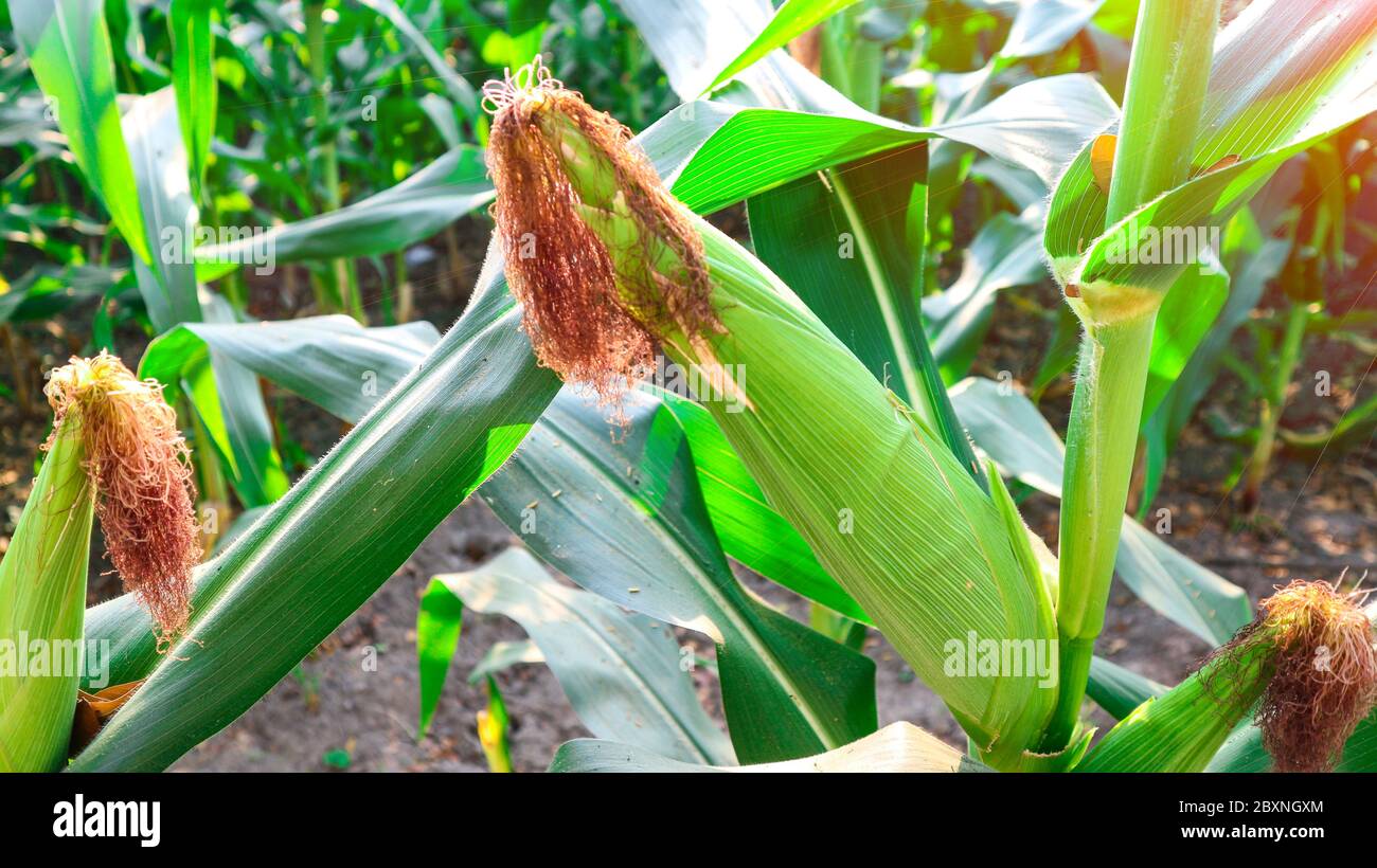 Garden sweet corn seedlings hi-res stock photography and images - Alamy