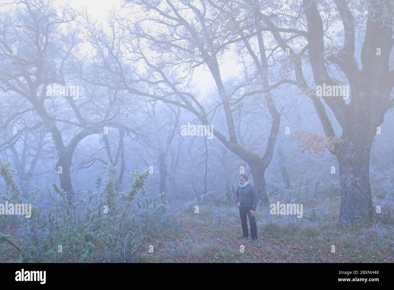 Man in an oak forest. Stock Photo