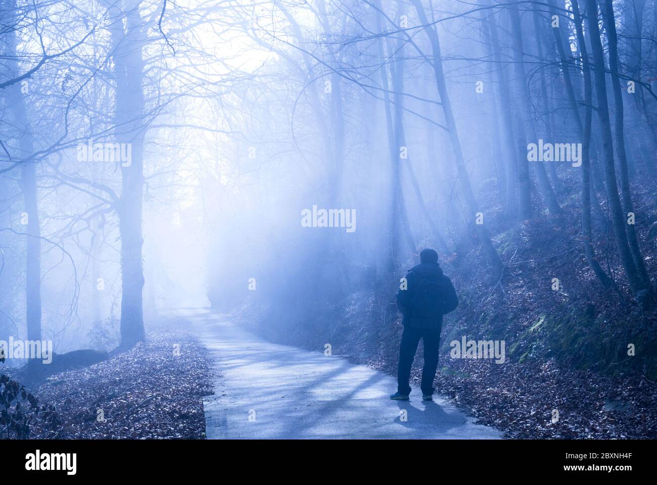 Man in a foggy beech forest. Stock Photo