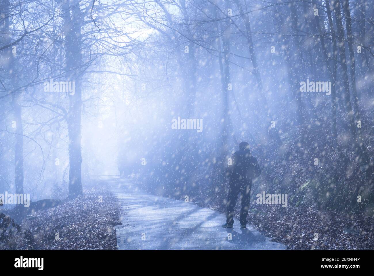 Hiker in an beech forest under the snow. Stock Photo