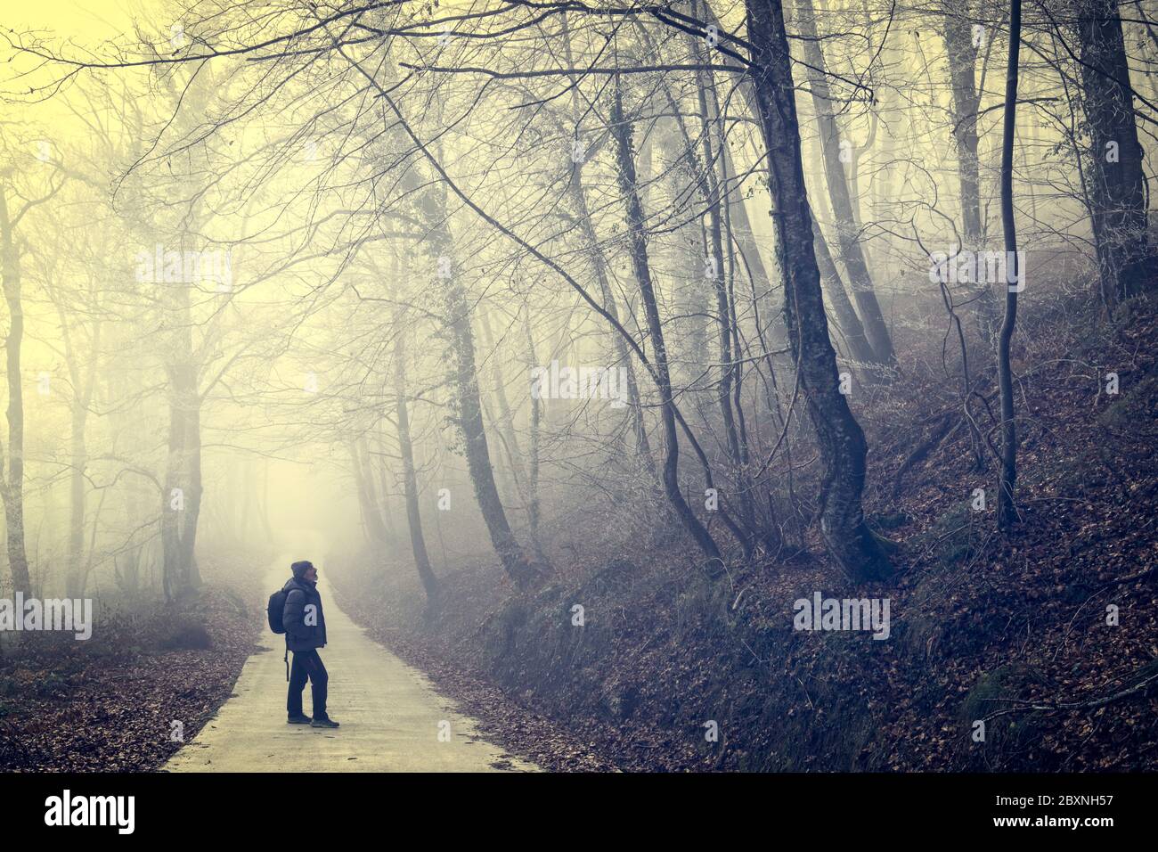 Man in a foggy beech forest. Stock Photo