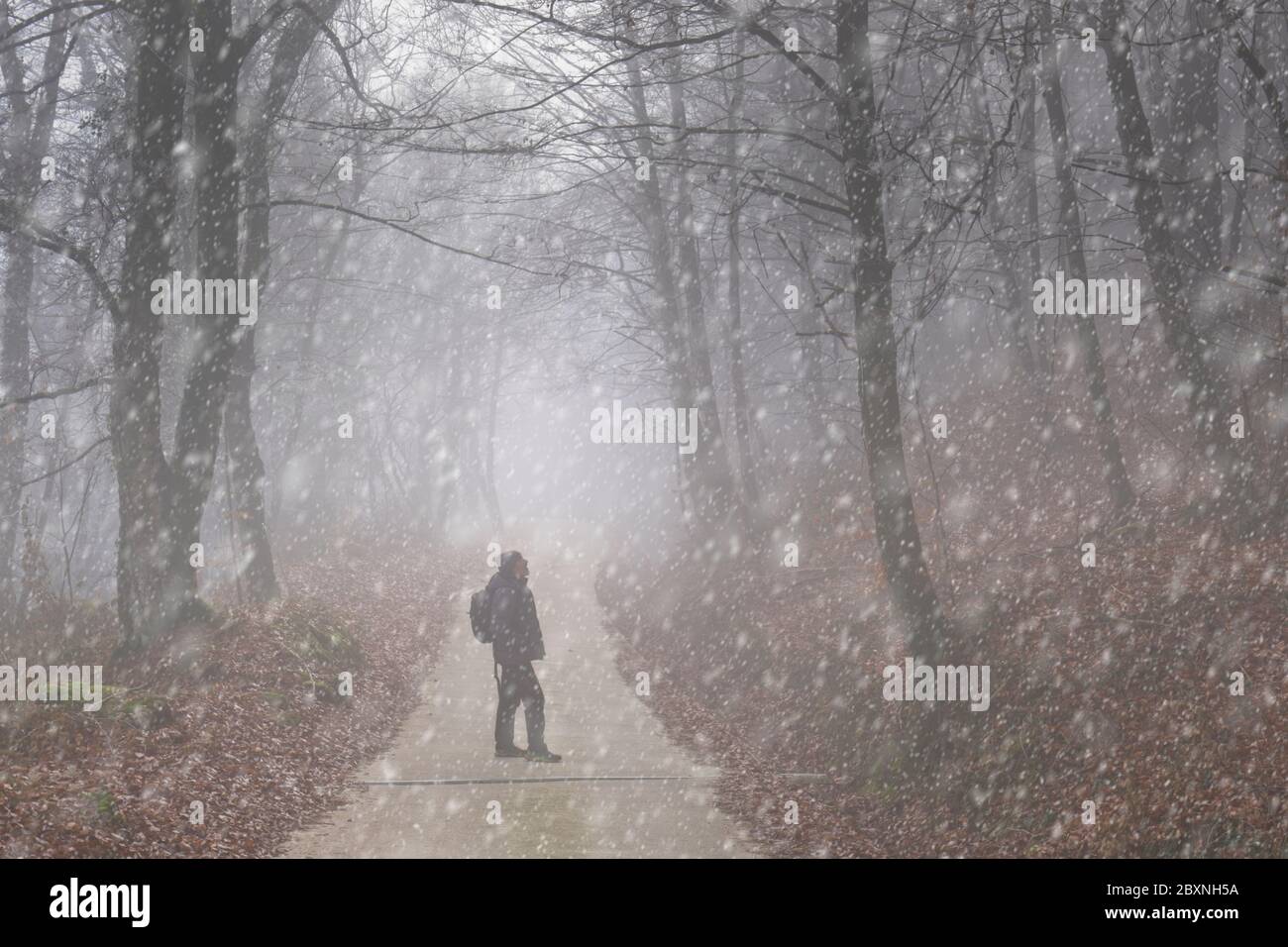 Hiker in an beech forest under the snow. Stock Photo