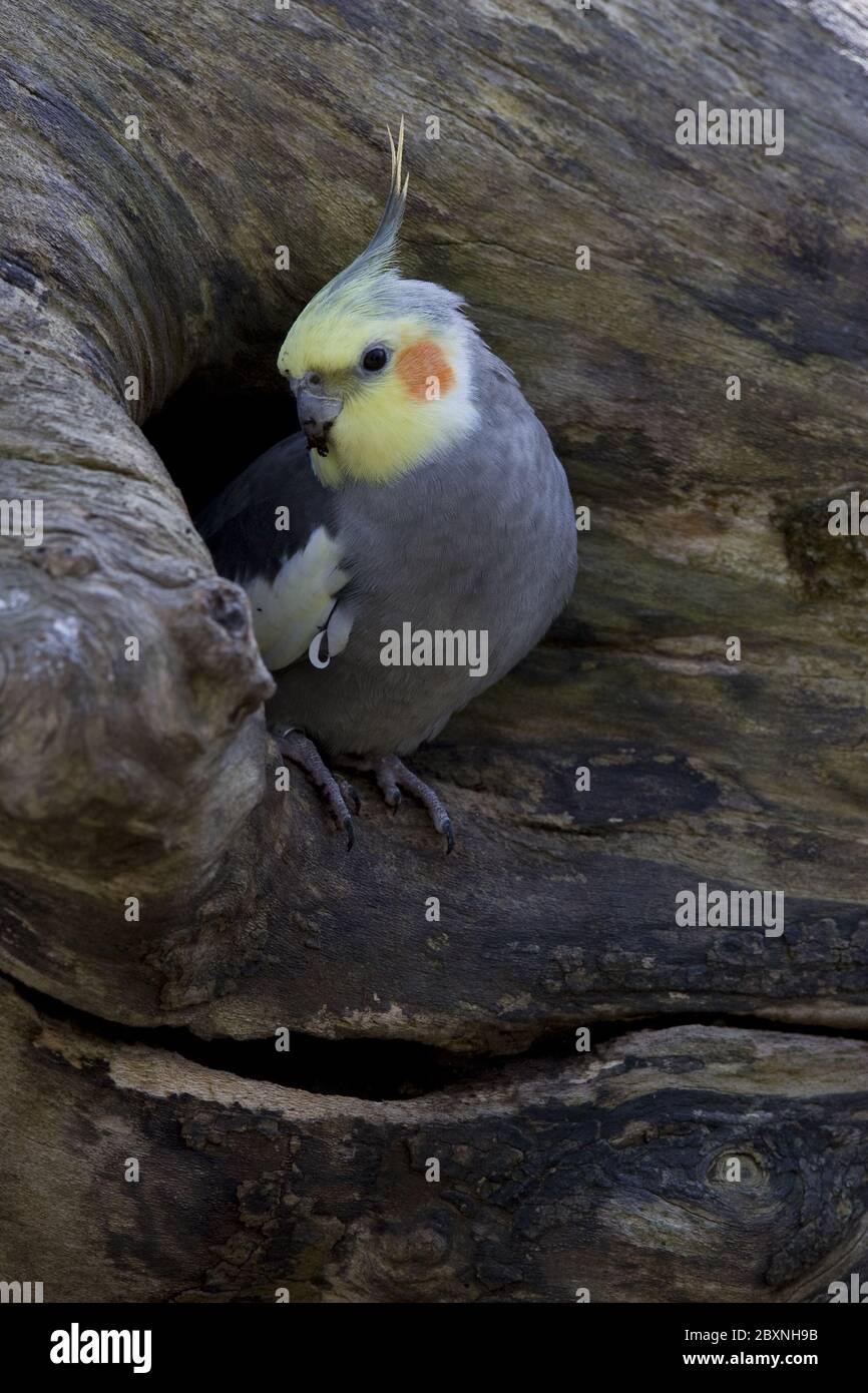 Cockatiel, Nymphicus hollandicus, autralia, wildlife Stock Photo - Alamy