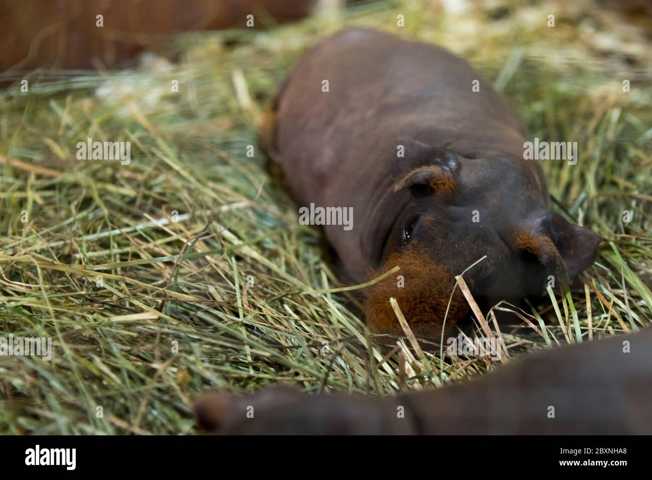 A small skinny cavy peacefully resting on the hay Stock Photo