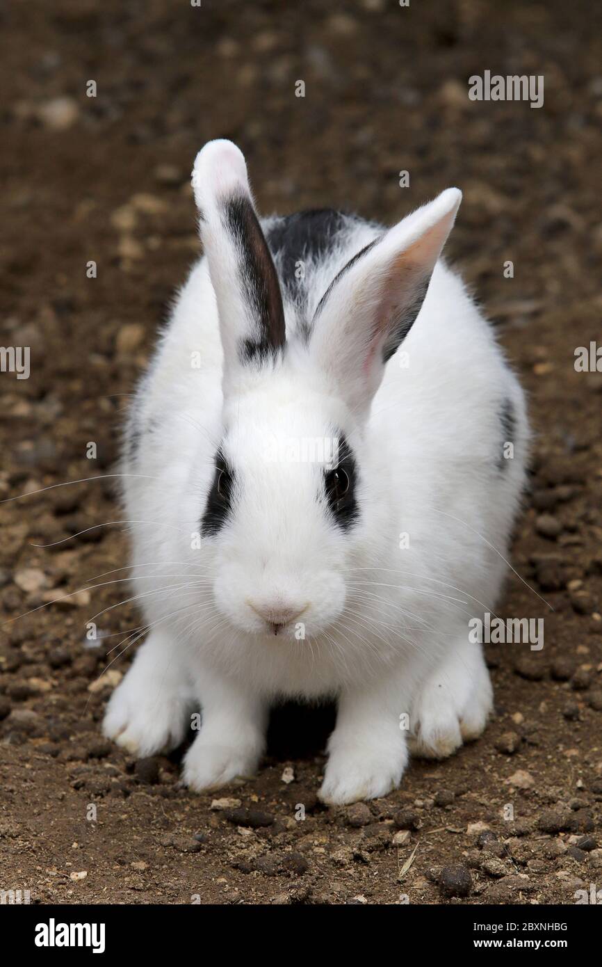 Scary bunny hi-res stock photography and images - Alamy