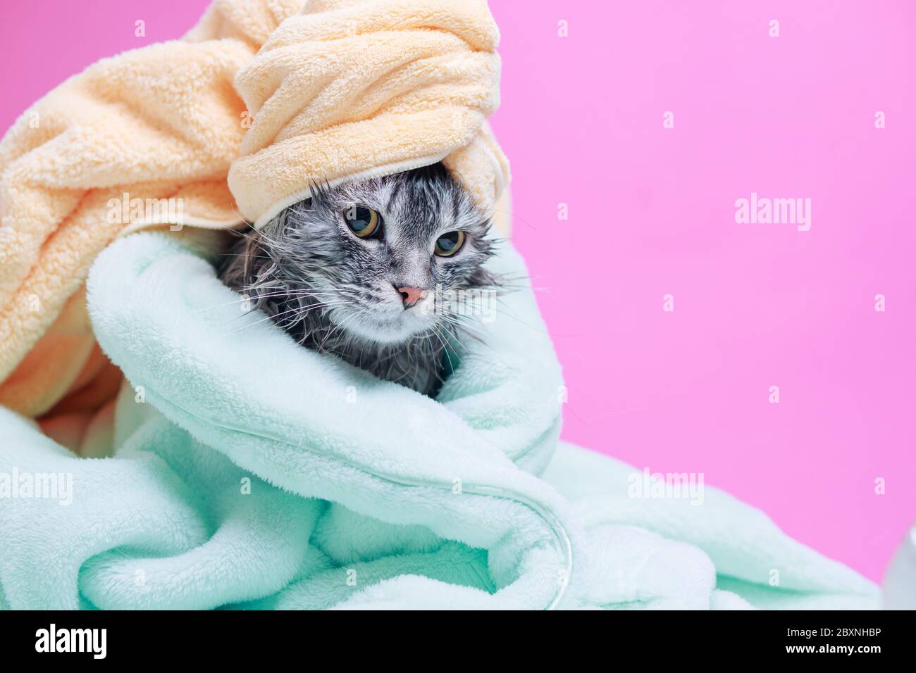 Funny smiling wet gray tabby cute kitten after bath. Just washed lovely