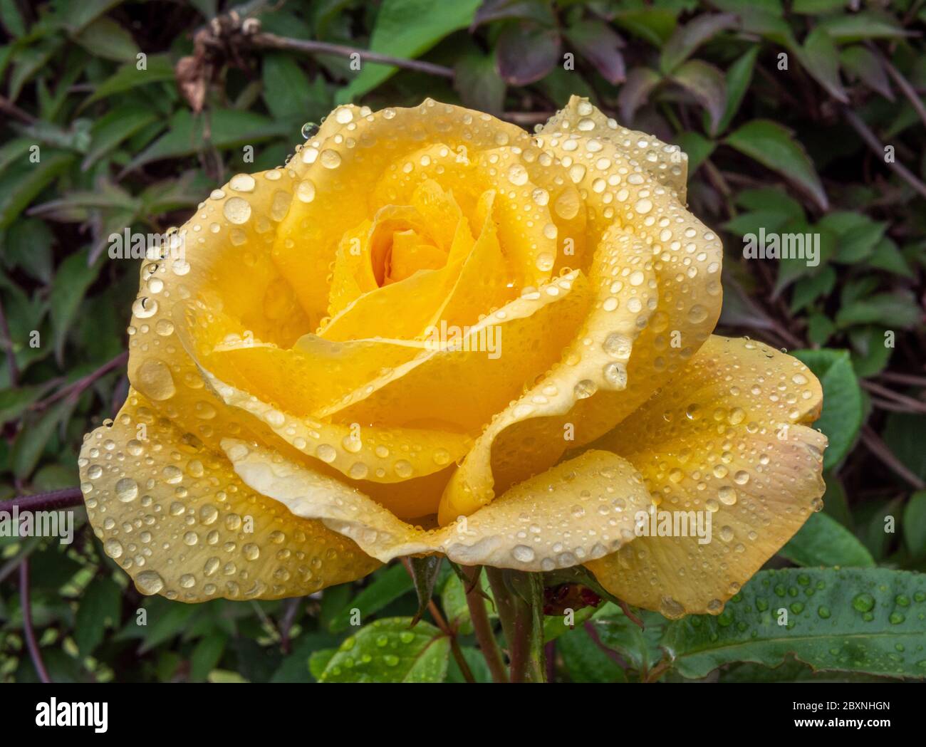 Closeup POV shot of a single, pale yellow rose flower, with buds and green  foliage, after rain had soaked the beautiful petals Stock Photo - Alamy, image size:1300x1049